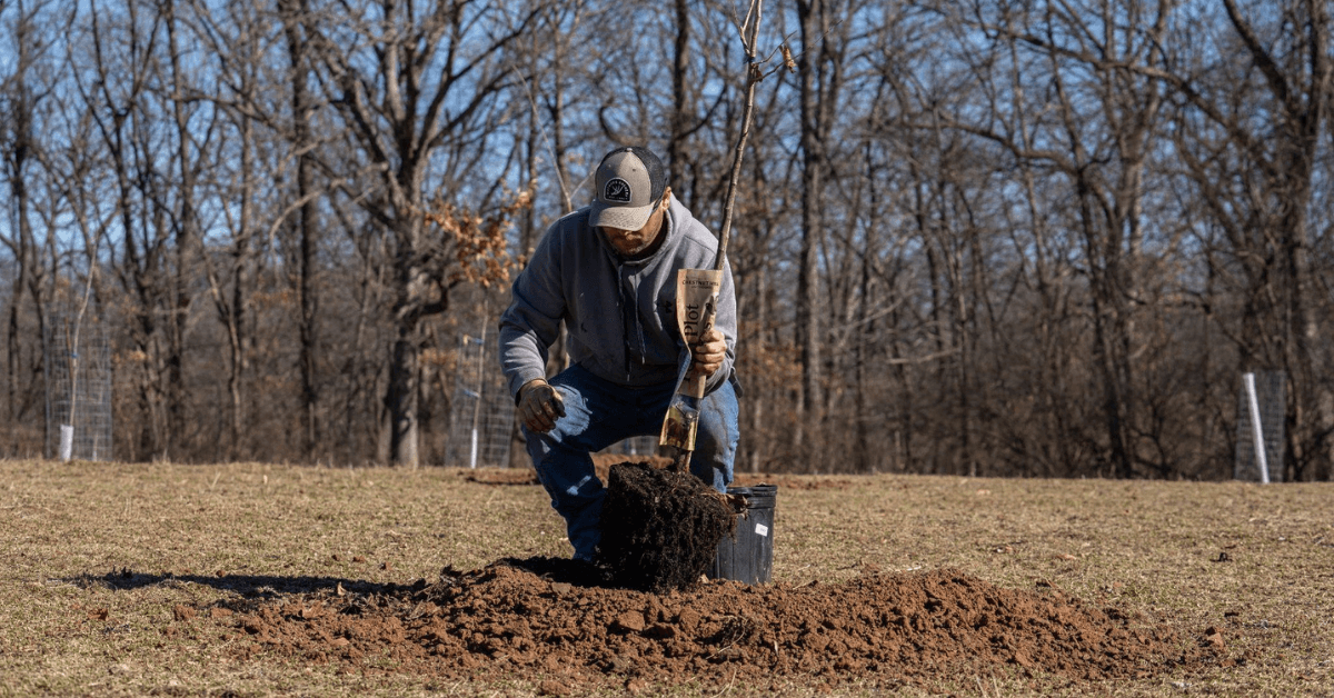 Tips for Planting Trees in the Fall